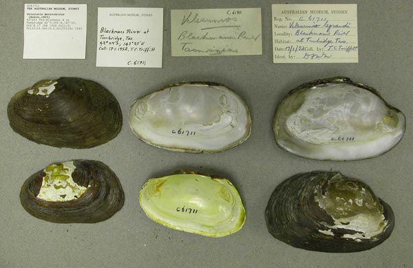 image of lot AMS_61711