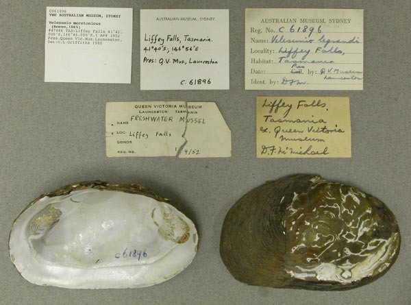 image of lot AMS_61896