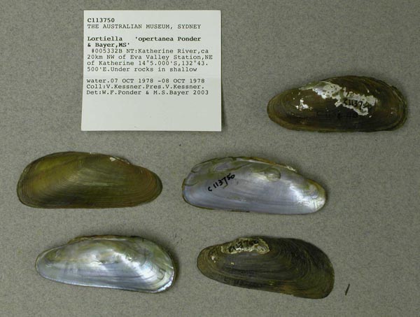 image of lot AMS_113750