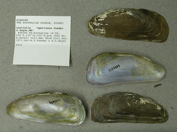 image of lot AMS_126339