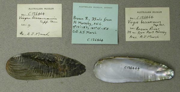 image of lot AMS_126464