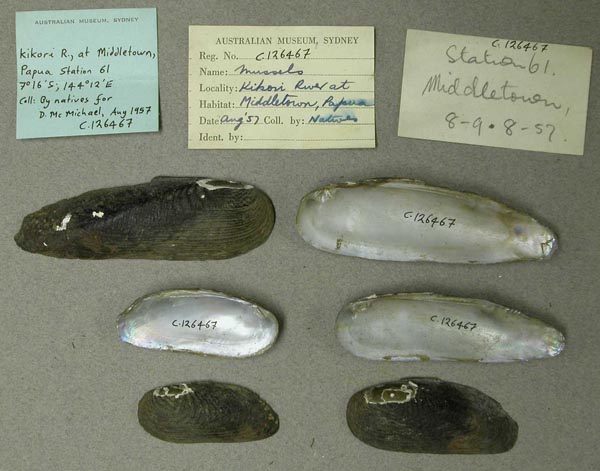 image of lot AMS_126467