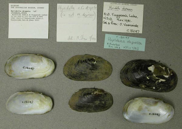 image of lot AMS_132197 image of lot AMS_132197