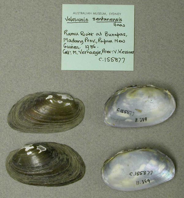 image of lot AMS_155877