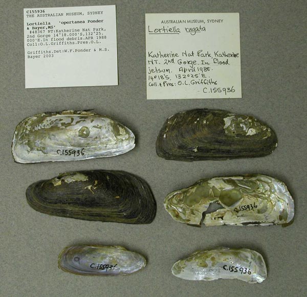 image of lot AMS_155936