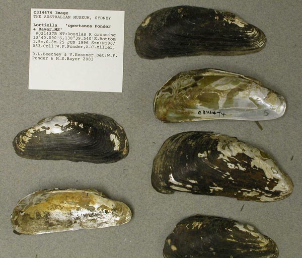 image of lot AMS_314474