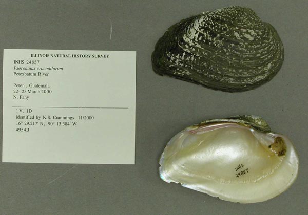 image of lot INHS_24857