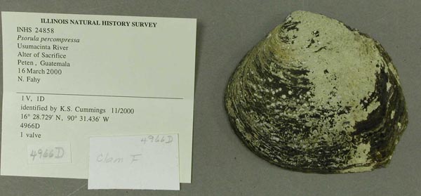 image of lot INHS_24858