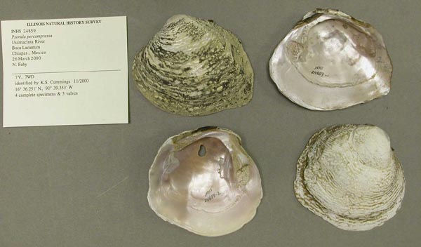 image of lot INHS_24859