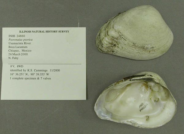 image of lot INHS_24860