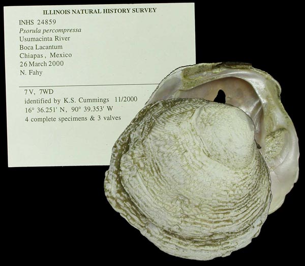 image of lot INHS_24859