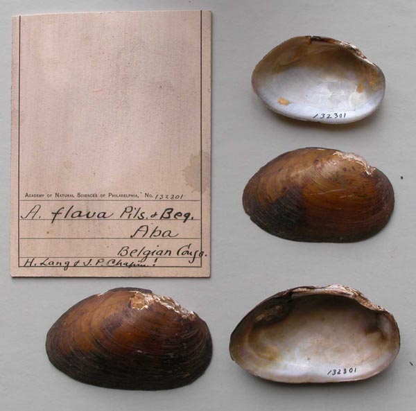 image of lot ANSP_132301