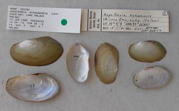 image of lot ANSP_359781