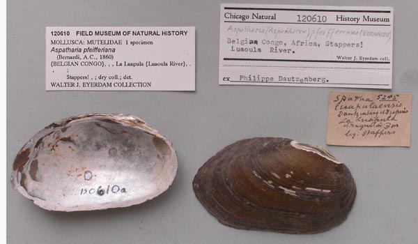 image of lot FMNH_120610A