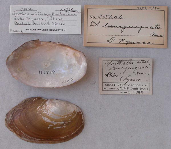 image of lot UMMZ_111937