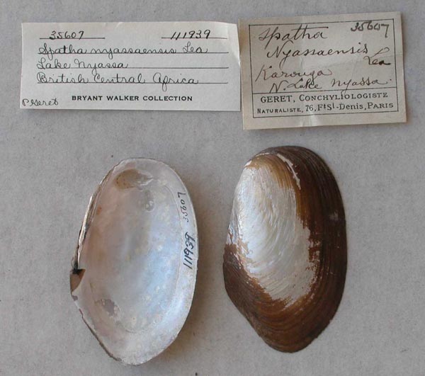 image of lot UMMZ_111939