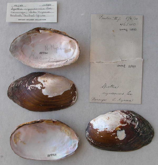 image of lot UMMZ_111940