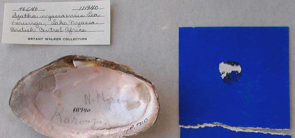 image of lot UMMZ_111940