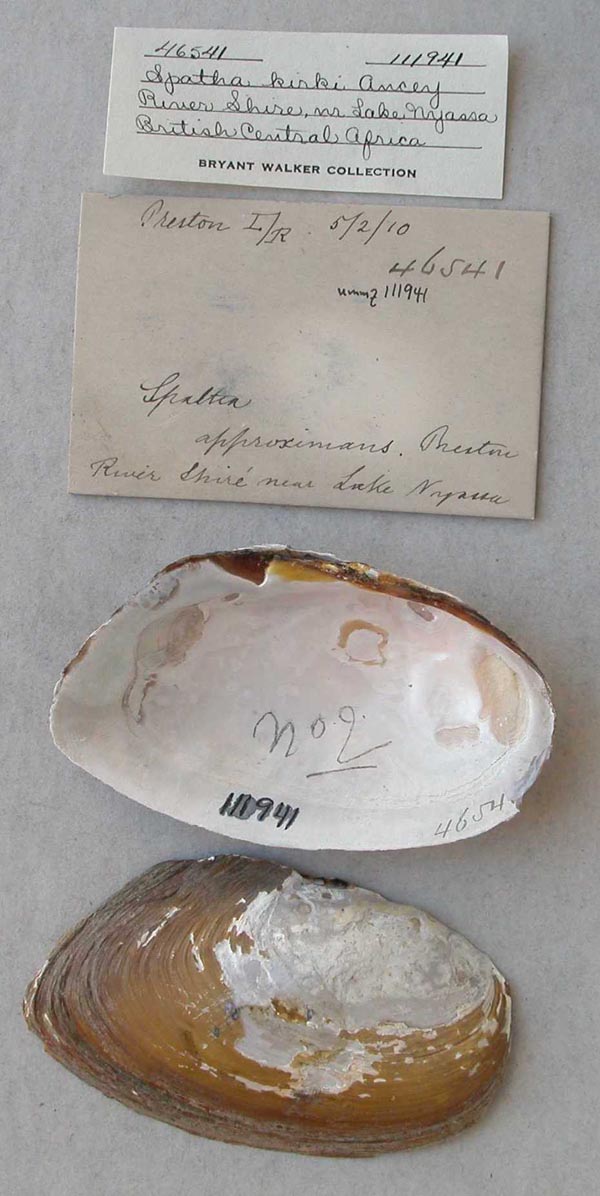 image of lot UMMZ_111941