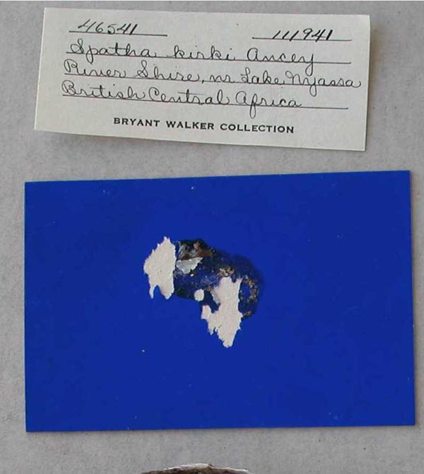 image of lot UMMZ_111941