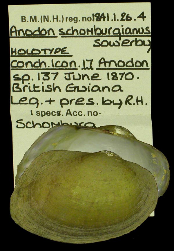 Decorative image of a representative of Anodontites schomburgiana