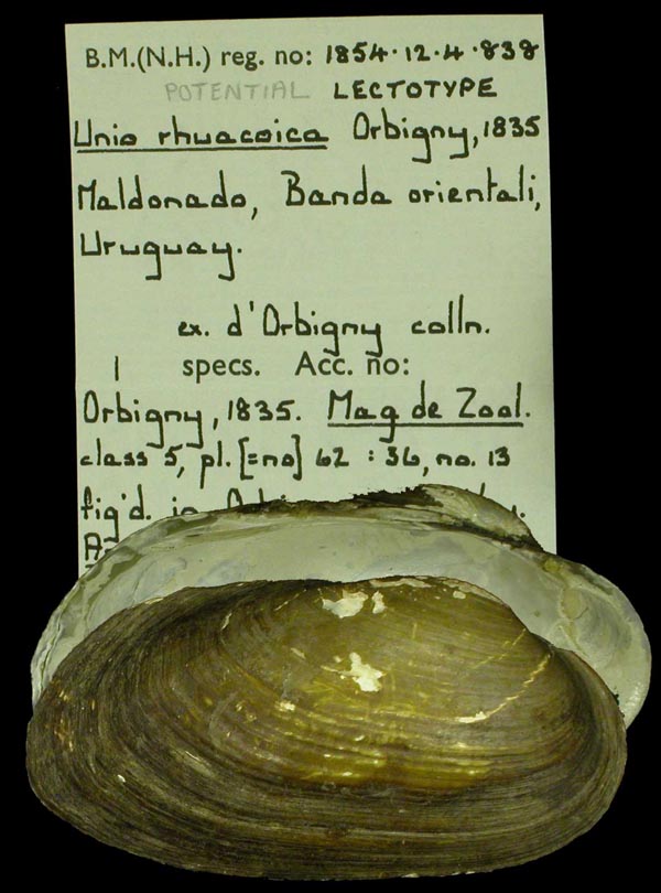 Decorative image of a representative of Diplodon rhuacoicus