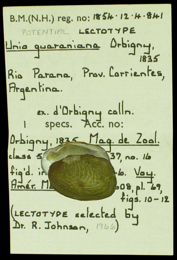 Decorative image of a representative of Diplodon guaranianus