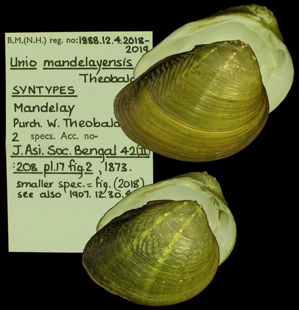 image of lot BMNH_1888-12-4-2018