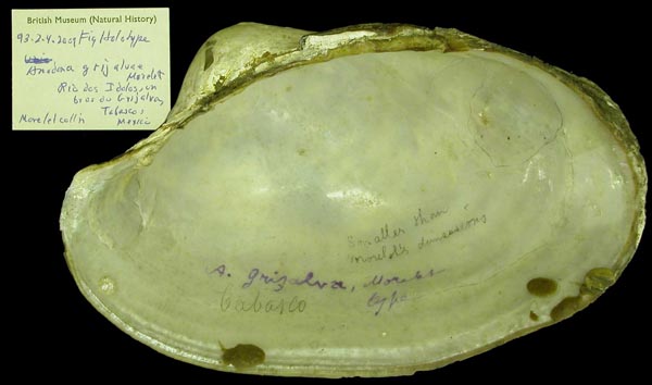 image of lot BMNH_1893-2-4-2009