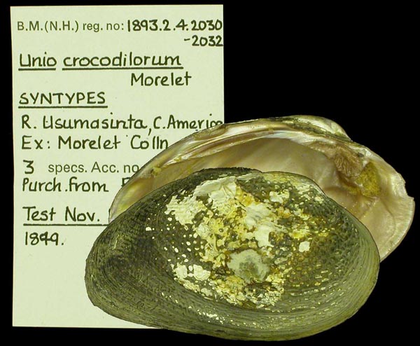 image of lot BMNH_1893-2-4-2030