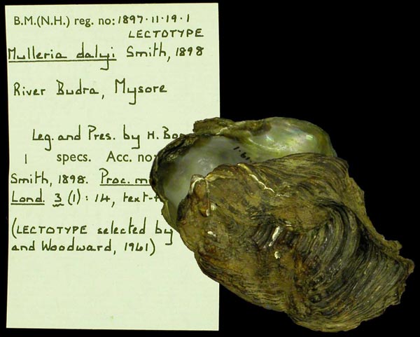 image of lot BMNH_1897-11-19-1