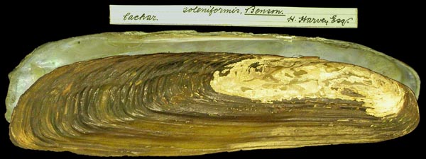 image of lot BMNH_1904-12-30-200