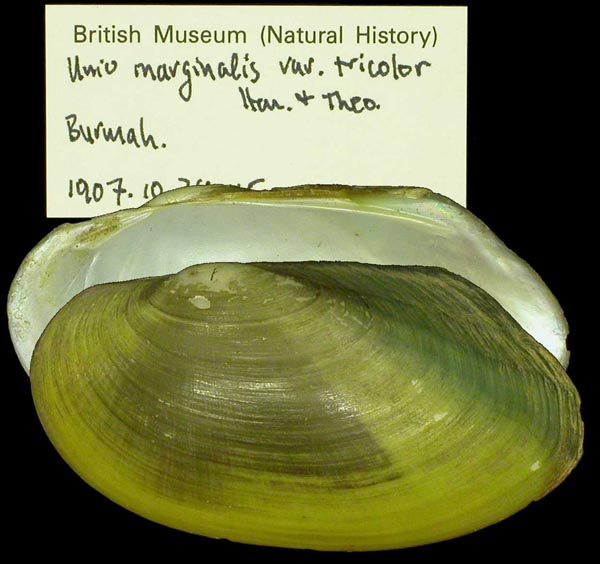 image of lot BMNH_1907-10-28-145