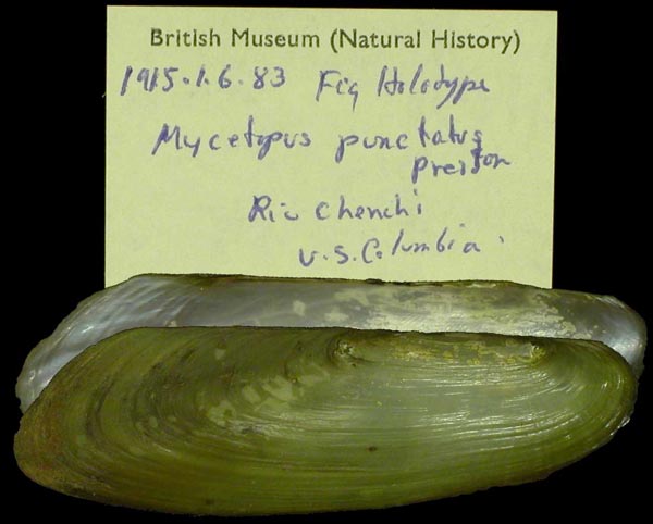 Decorative image of a representative of Mycetopoda subsinuata