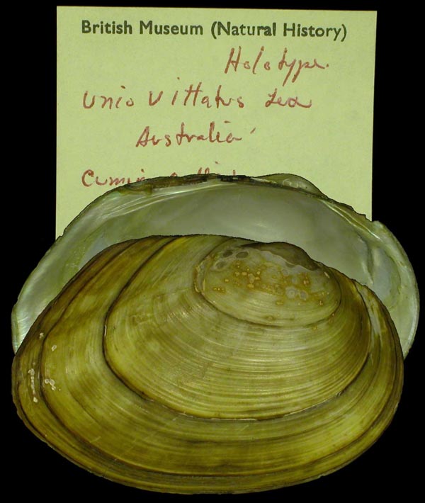 image of lot BMNH_1958-4-3-1