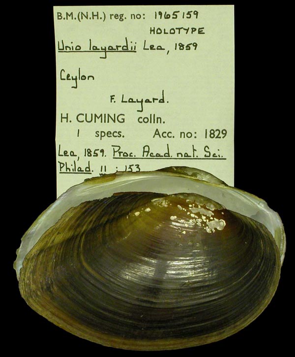 image of lot BMNH_1965159