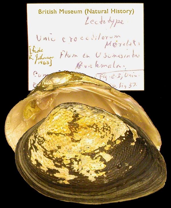 image of lot BMNH_1965161-162