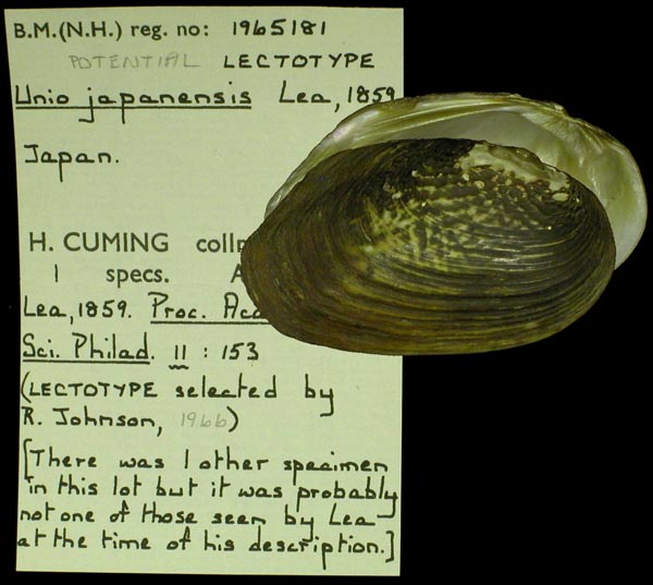 image of type lot image of type lot