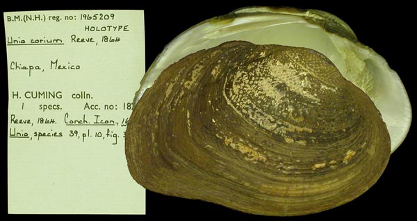 image of lot BMNH_1965209