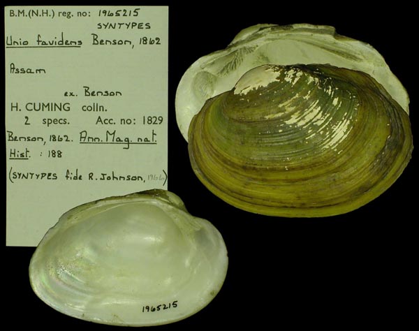 image of type lot image of type lot