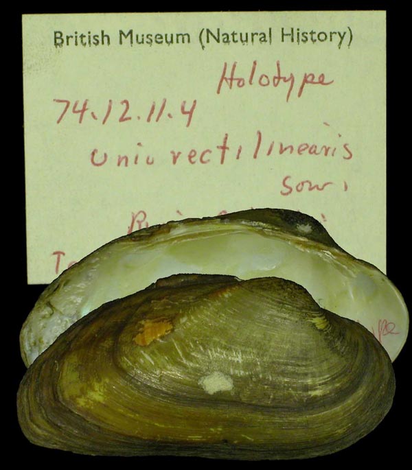 image of lot BMNH_74-12-11-4