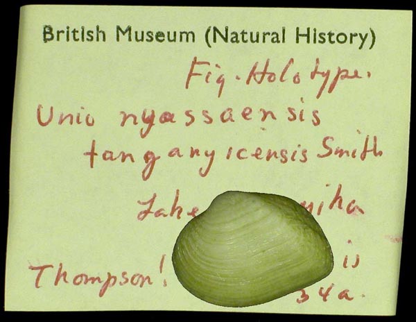 Decorative image of a representative of Nyassunio ujijiensis