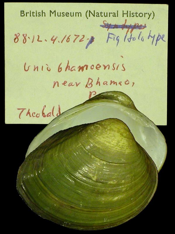 image of lot BMNH_88-12-4-1672