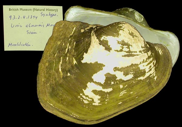 image of lot BMNH_93-2-4-1394