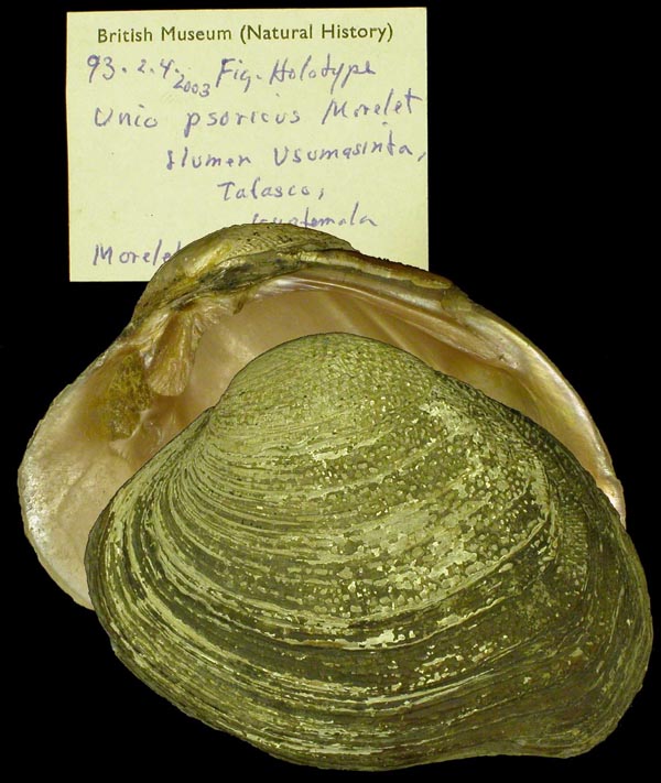 image of lot BMNH_93-2-4-2033