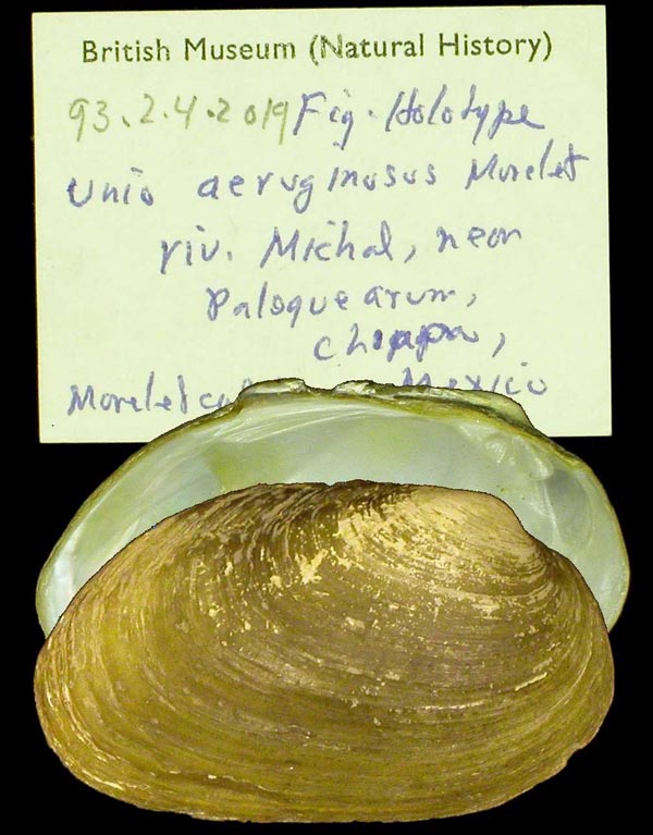 Decorative image of a representative of Nephronaias aeruginosa