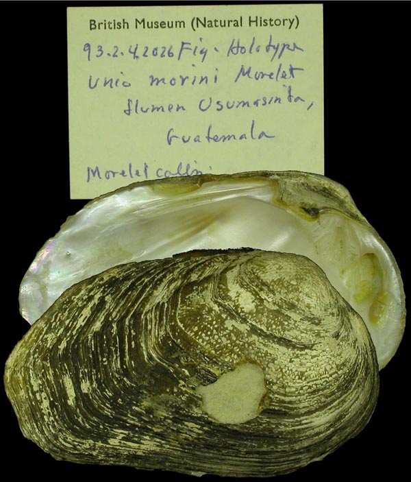 image of lot BMNH_93-2-4-2026