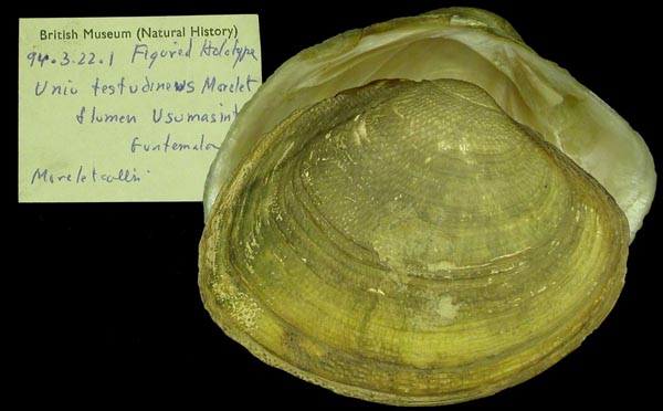 image of lot BMNH_94-3-22-1