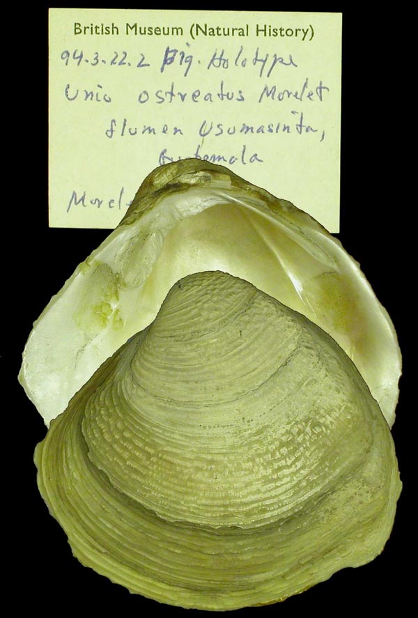 image of lot BMNH_94-3-22-2