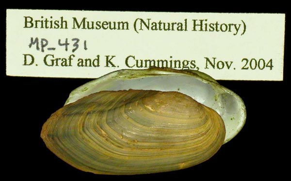 image of lot BMNH_MP_431